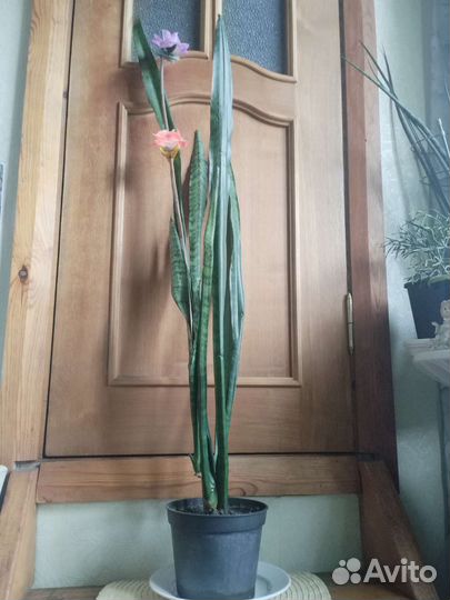 Сансевьерия, Сингониум, Традесканция,Толстянка