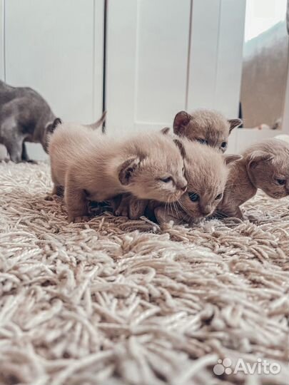 Бурманская