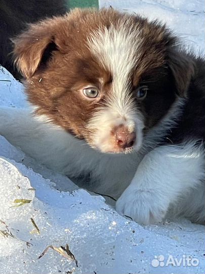 Бордер коли щенки с документами