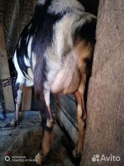 Козы дойные, козлята