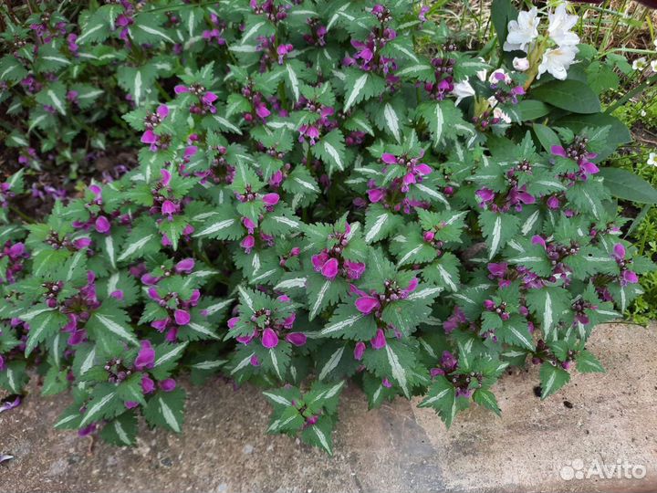 Нитевидная вероника, яснотки, ясколка, барвинки