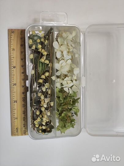 Сухоцветы для творчества