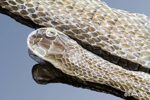 Линьки змей, пауков и скорпионов