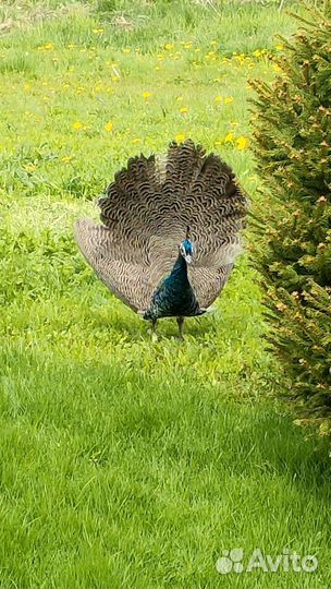 Павлины продажа