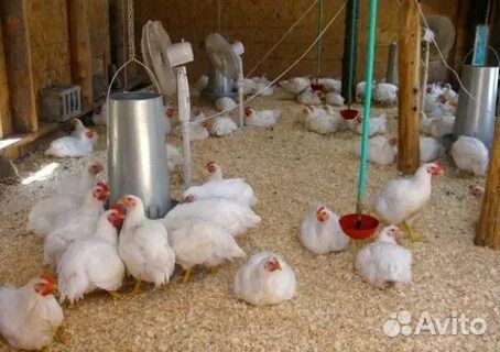 Куры бройлеры, утки мулард, гуси