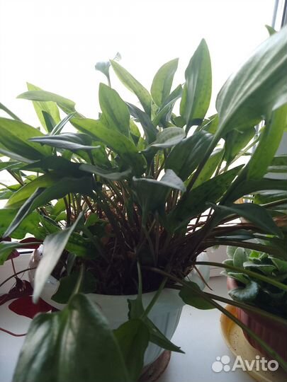 Комнатное растение, луковица