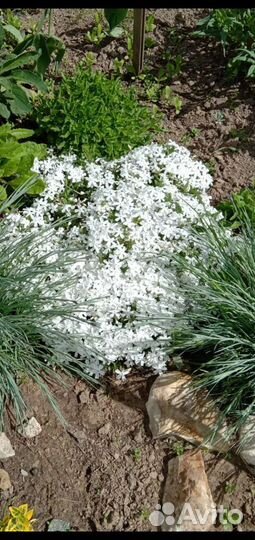 Низкорослые многолетники