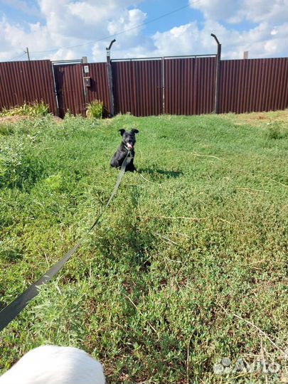 Собака Кнопка