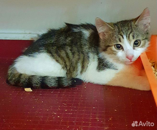 Ненужная шпротная коровка. Котёнок Шурик