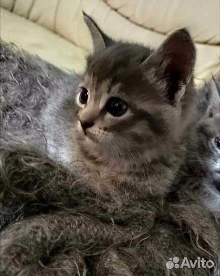 Кошка в дар бесплатно