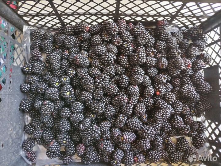 Саженцы ежевики