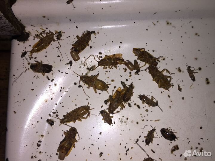 Средство от тараканов, клопов, мух, коморов, ос