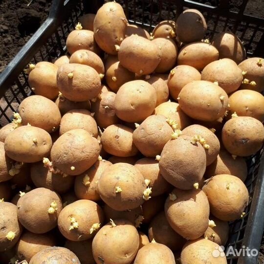Продам картошку семянную