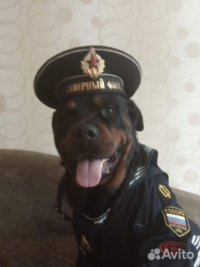Вязка ротвейлера