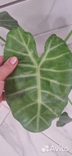 Алоказия Сильвер Фезерс (Серебряные Перья)