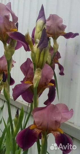 Ирисы бородатые