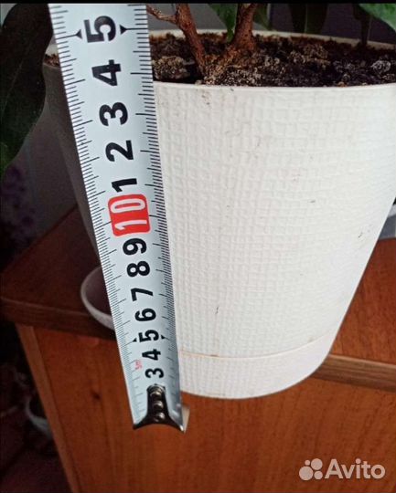 Фикусы Белиз, Тинеке, Мелони, Даниэль