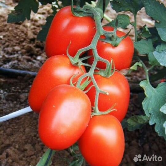 Семена низкорослых томатов