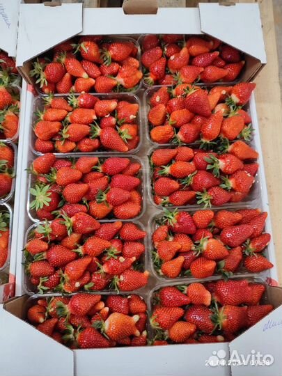 Клубника свежая ягода