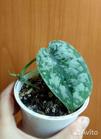 Эпипремнумы, филодендроны и др. ароидные