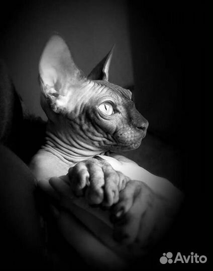 Донской сфинкс