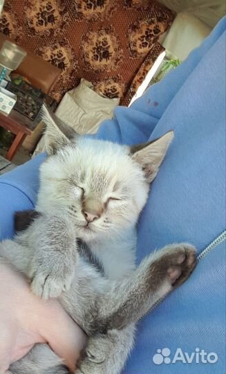 Котята в добрые руки бесплатно мальчик