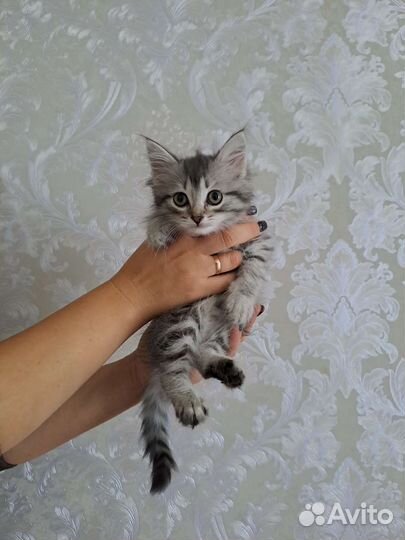 Сибирская