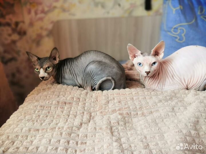 Услуга зоогостиницы для животных