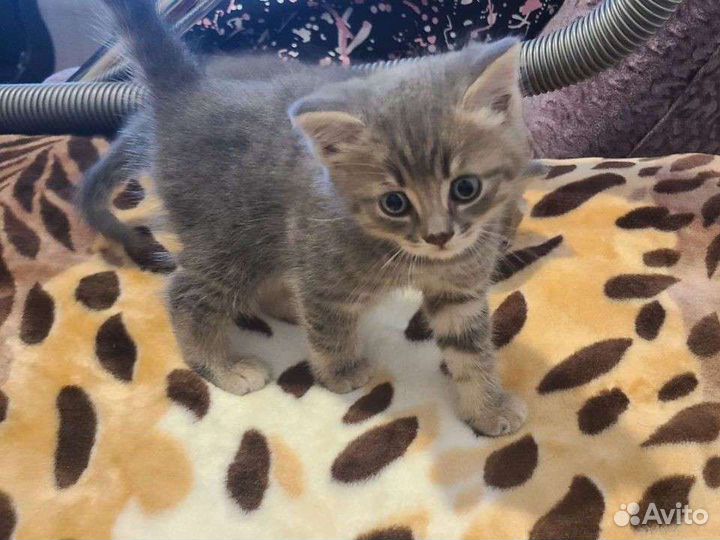 Котёнок мальчик пушистый