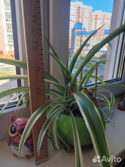 Хлорофитум в горшке