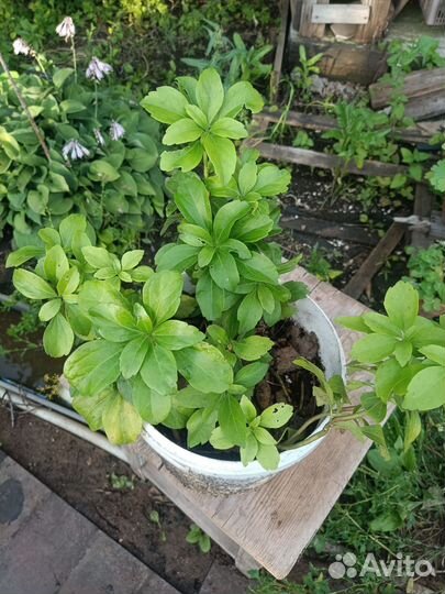 Пахизандра