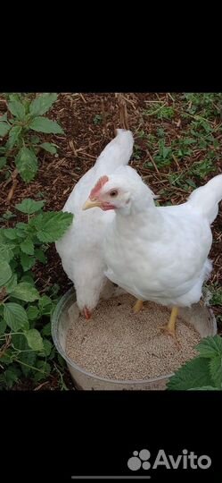 Молодые куры