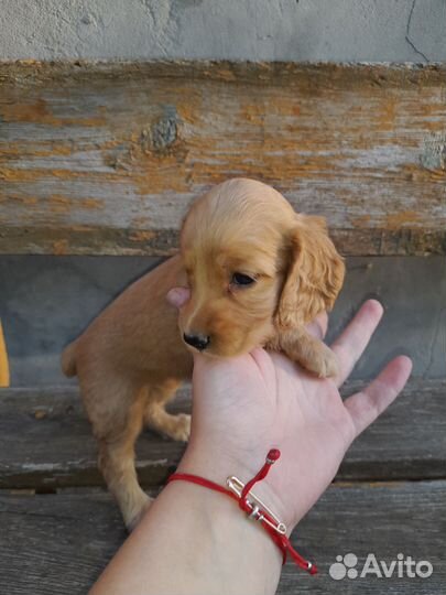 Английский кокер спаниель
