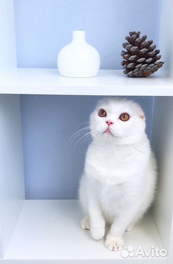 Мурчащие чистопородные шотландские котята