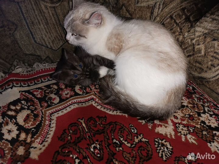 Котята мальчики