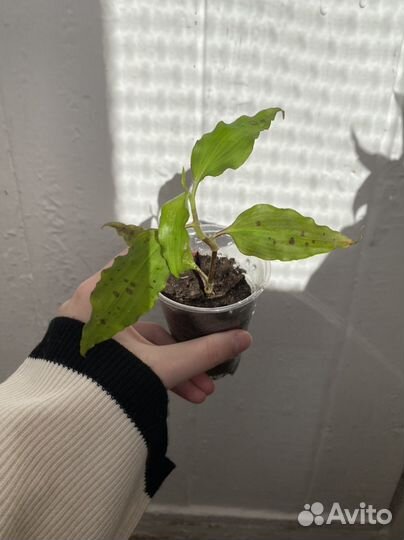 Традесканция сорт Тинантия Прингл tinantia Pringle