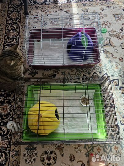 Морская свинка. Мальчик