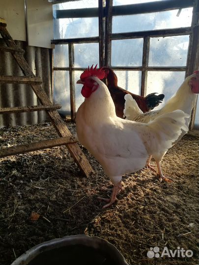 Петухи Пушкинские, Загорские, Домашние