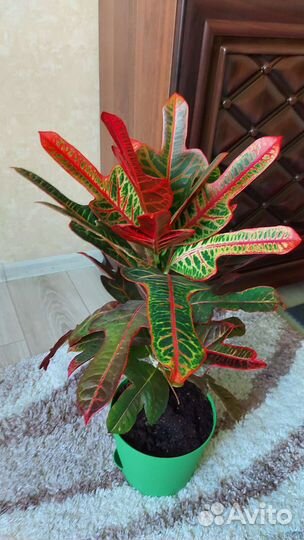Кротон экселент