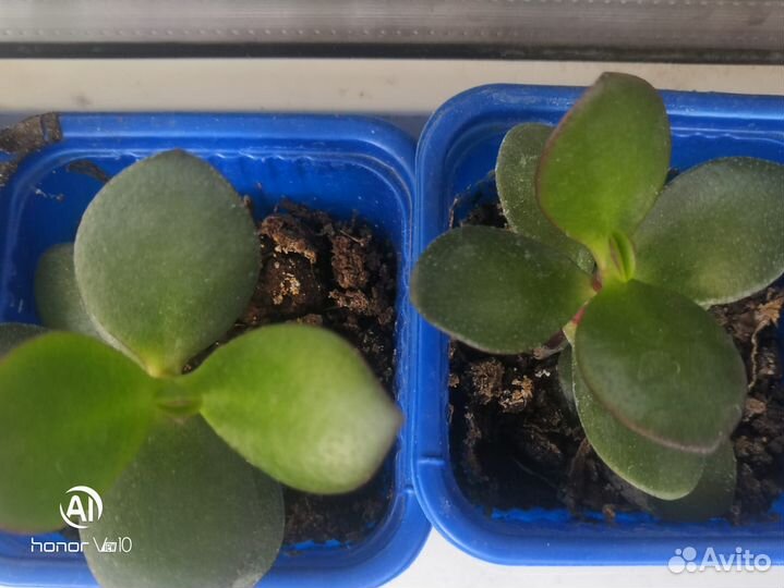 Продам цветы комнатные в ассортименте цена договор