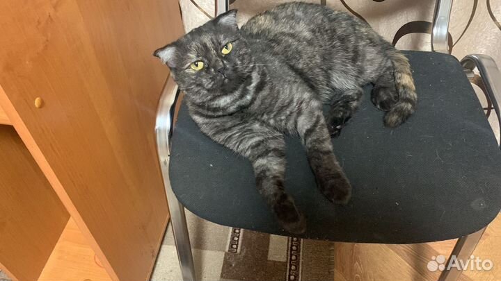 Пусенька в поисках дома