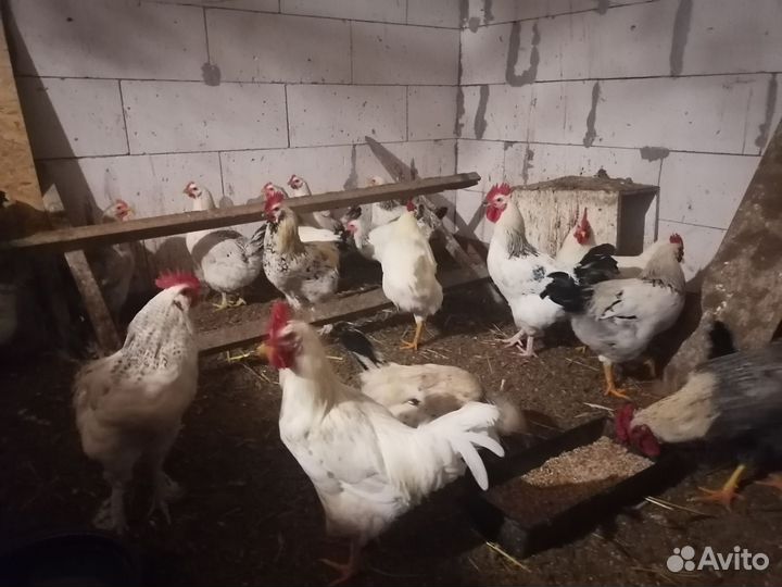 Молодые петухи