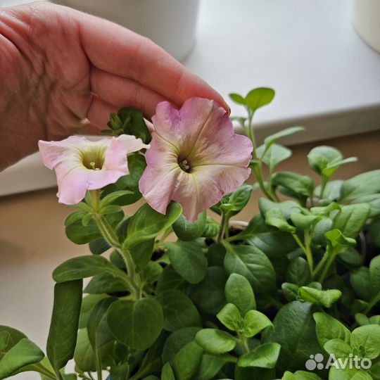 Рассада петуния ассорти