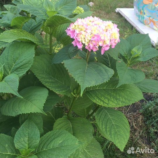 Кусты гортензии крупнолистной розовая и форзиция