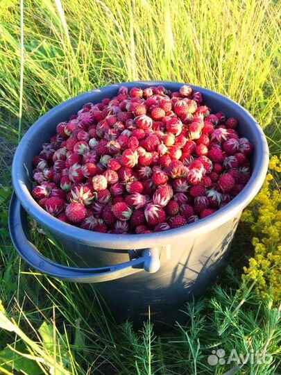 Земляничное варенье без хвостиков урожай 23г