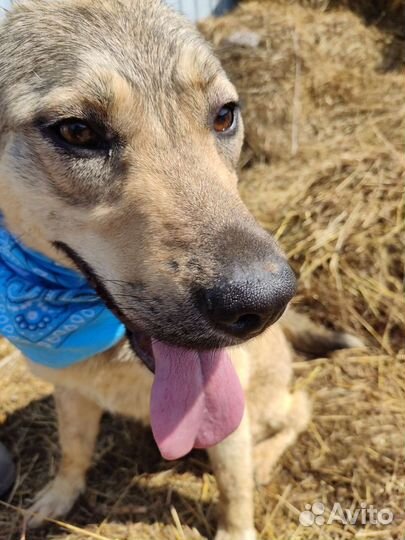 Щенки до года с приюта