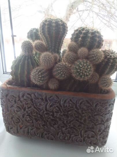 Кактусы и суккуленты