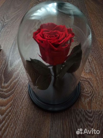 Роза в стеклянной колбе