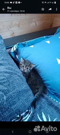 Котенок