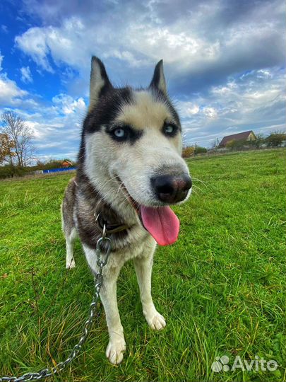 Девочки в семью